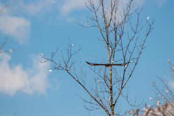 Common buzzard with spread wings flying through sky