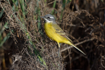 Western Yellow Wagtail (Motacilla flava)