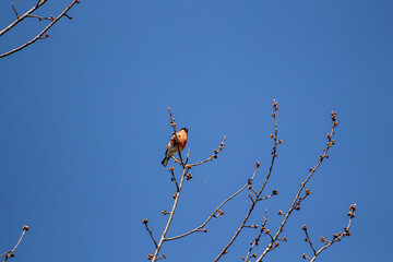 Eurasian bullfinch resting on branch	