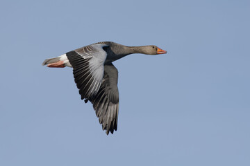 Greylag Goose (Anser anser) flying in the blue sky