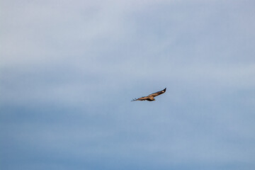 Common buzzard flying through sky