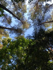 trees in the forest