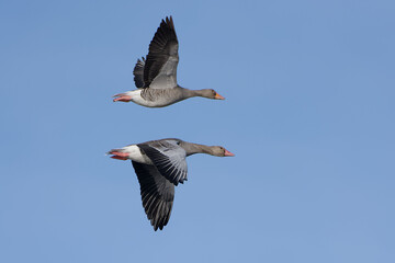 Greylag Geese (Anser anser) flying in the blue sky