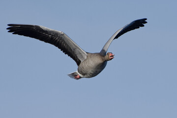 Greylag Goose (Anser anser) flying in the blue sky