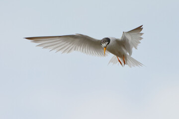 Little Tern (Sternula albifrons) flying