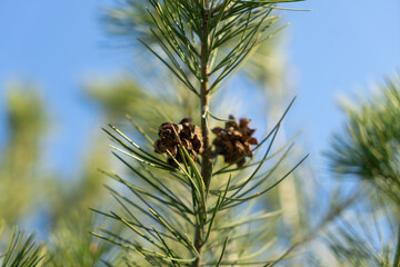 Outdoor white bark pine pine nuts