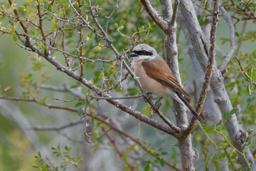 Red-backed Shrike (Lanius collurio)  on a branch