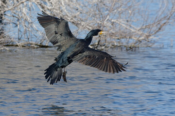 Great Cormorant (Phalacrocorax carbo) flying
