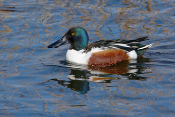 Male Northern Shoveler (Spatula clypeata) on the water