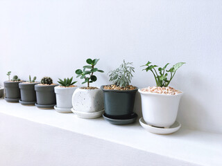 Collection of small plant, cactus and succulent plants in ceramic pots, plants on white shelf. minimalistic trend small garden indoor plants.