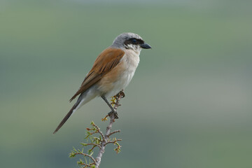 Red-backed Shrike (Lanius collurio)  on a branch