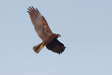 Female Western Marsh Harrier (Circus aeruginosus) flying in the blue sky