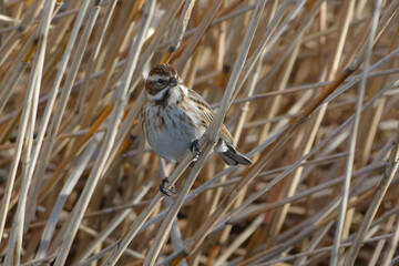 Common Reed Bunting (Emberiza schoeniclus) perched on a reed