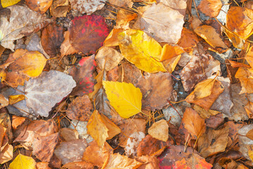 Bright yellow dry fallen leaves.