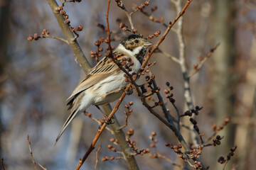 Common Reed Bunting (Emberiza schoeniclus) perched on a reed