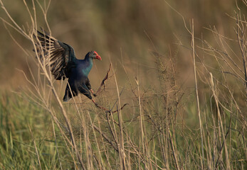 Grey-headed Swamphen landing at Asker Marsh, Bahrain