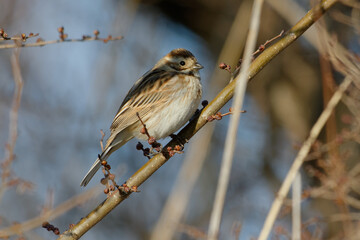 Common Reed Bunting (Emberiza schoeniclus) perched on a reed