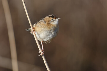 Zitting Cisticola (Cisticola juncidis) perched on a reed