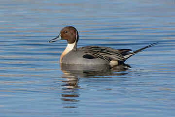 Male Northern Pintail (Anas acuta) lying on the water
