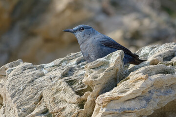 Blue Rock Thrush (Monticole solitarius) resting in the rocks