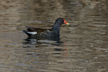 Common Moorhen (Gallinula chloropus)