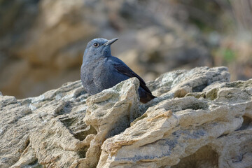 Blue Rock Thrush (Monticole solitarius) resting in the rocks