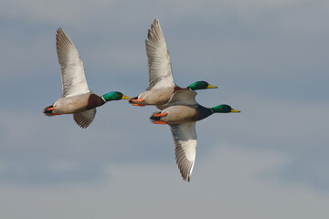 Male Mallards (Anas platyrhynchos) flying