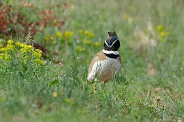 Male Little Bustard (Tetrax tetrax)