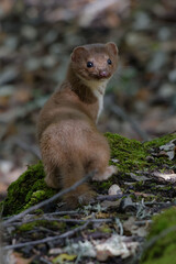 Least weasel (Mustela nivalis)