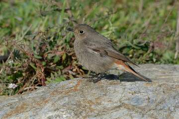 Female Black Redstart (Phoenicurus ochruros) resting on a rock