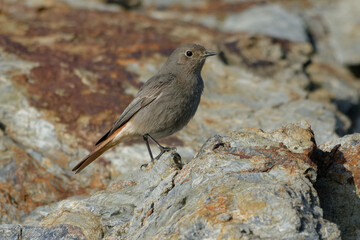 Female Black Redstart (Phoenicurus ochruros) resting on a rock