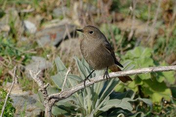 Female Black Redstart (Phoenicurus ochruros) resting on a rock