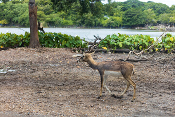 Fototapeta na wymiar Photo of Blackbuck (Antilope cervicapra) in the park, also known as the Indian antelope.