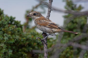 Juvenile Red-backed Shrike (Lanius collurio) perched on a branch