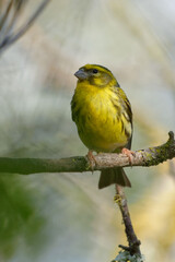 European Serin (Serinus serinus) perched on a branch