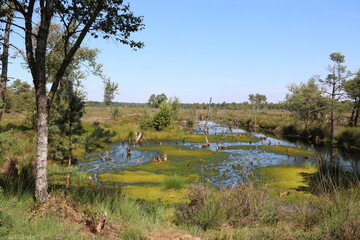 Das Pietzmoor in der Lüneburger Heide