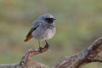 Male Black Redstart (Phoenicurus ochruros)  perched on a branch