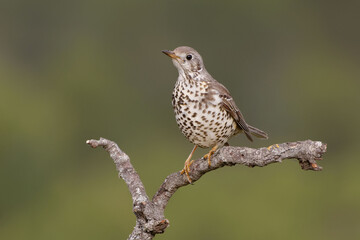 Mistle Thrush (Turdus viscivorus) perched on a branch