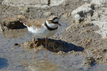 Little Ringed Plover (Charadrius dubius)