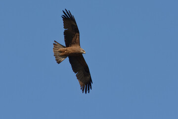 Black kite (Milvus migrans) flying in the blue sky