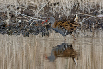 Water Rail (Rallus aquaticus) walking in the water