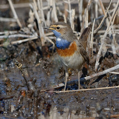 Bluethroat (Luscinia svecica) resting on the ground