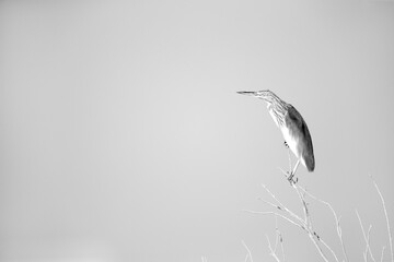 Portrait of a Squacco Heron at Asker marsh, Bahrain