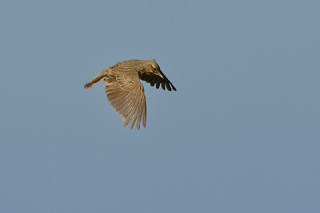 Crested Lark (Galerida cristata) flying in the blue sky