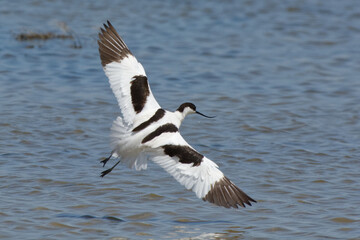 Pied Avocet (Recurvirostra avosetta)