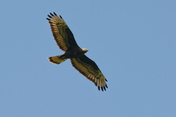 Male European Honey Buzzard (Pernis apivorus) flying in the blue sky
