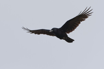 Obraz premium Carrion Crow (Corvus corone) flying in the grey sky