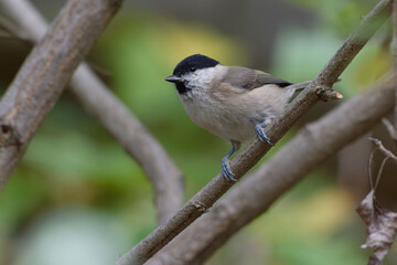 Marsh Tit (Poecile palustris) perched  on a branch