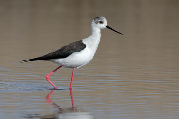Female Black-winged Stilt (Himantopus himantopus) walking in the water