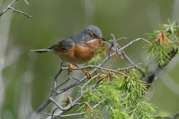 Subalpine Warbler (Sylvia cantillans) on a branch